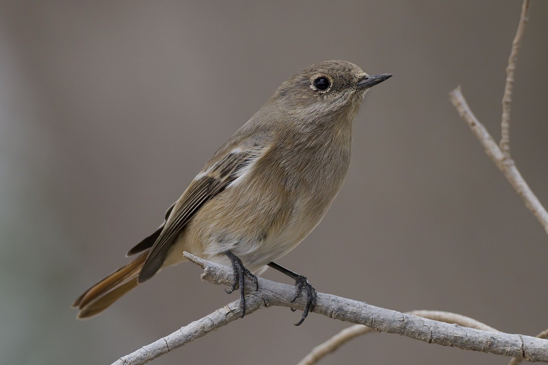 Rufous-backed Redstart - ML647182016