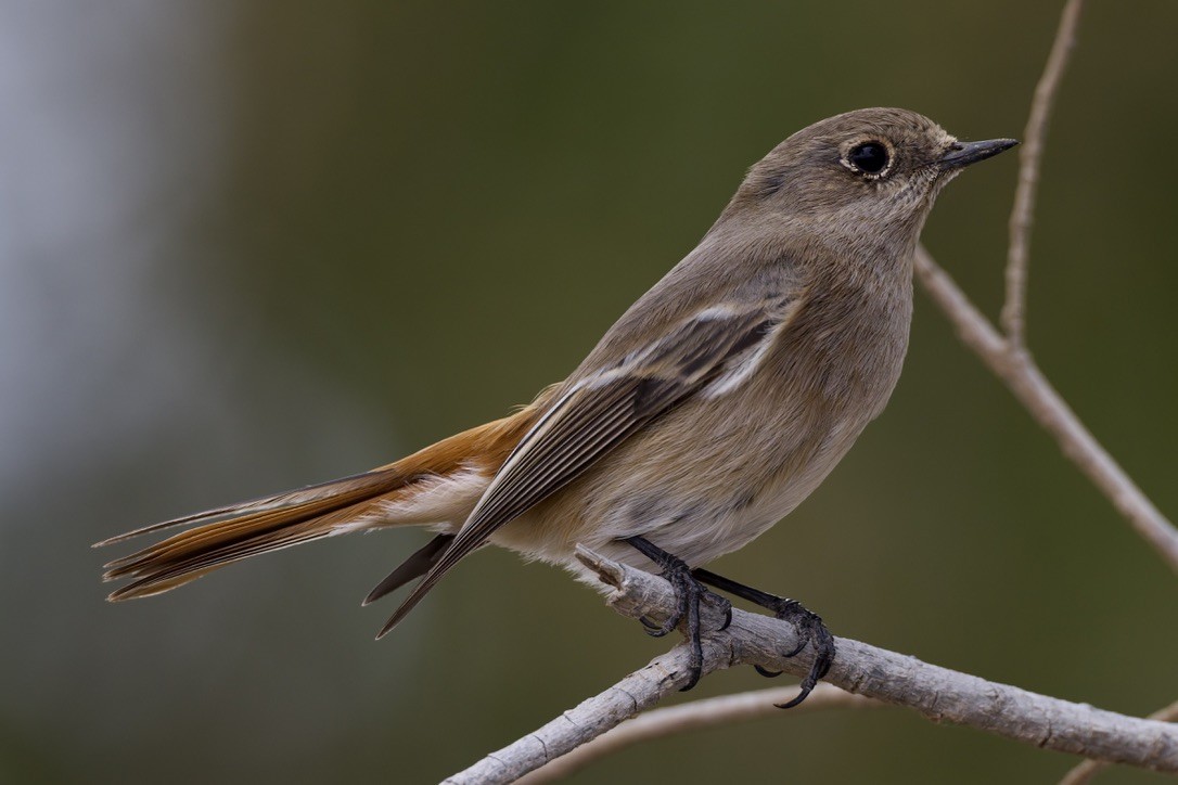 Rufous-backed Redstart - ML647182017