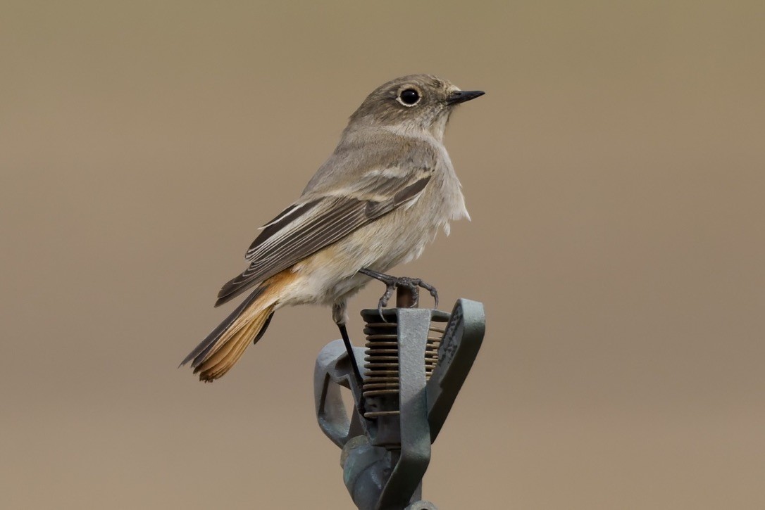 Rufous-backed Redstart - ML647182018