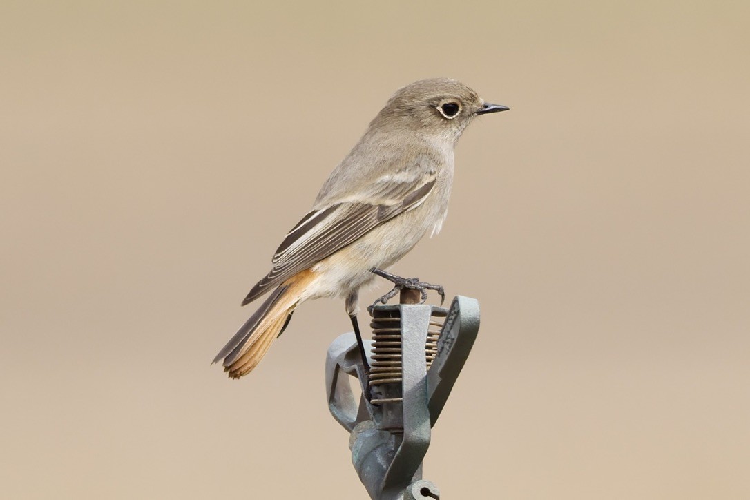 Rufous-backed Redstart - ML647182019