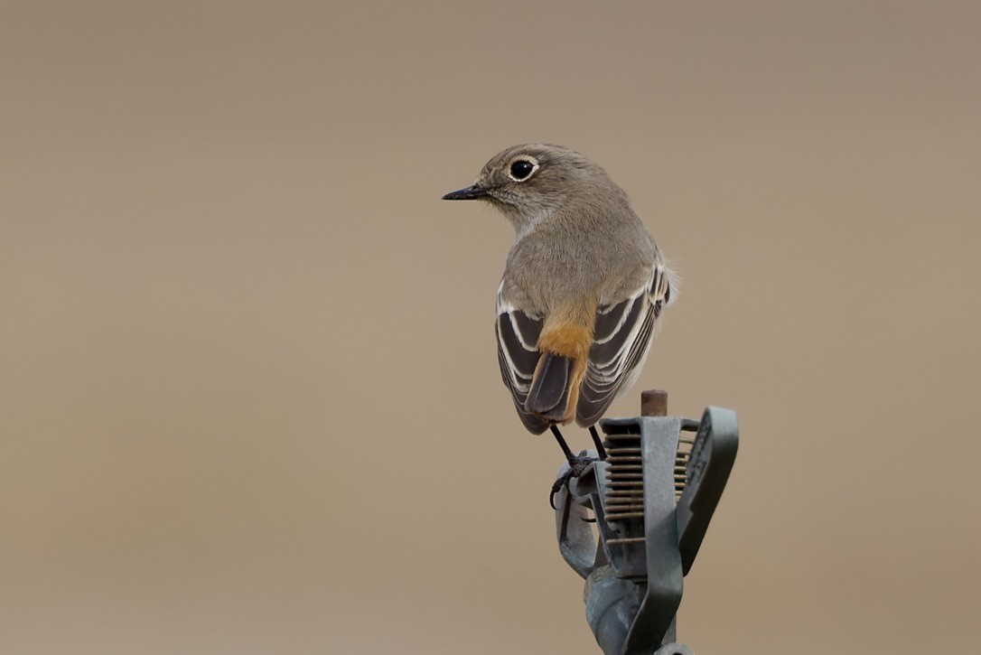 Rufous-backed Redstart - ML647182020