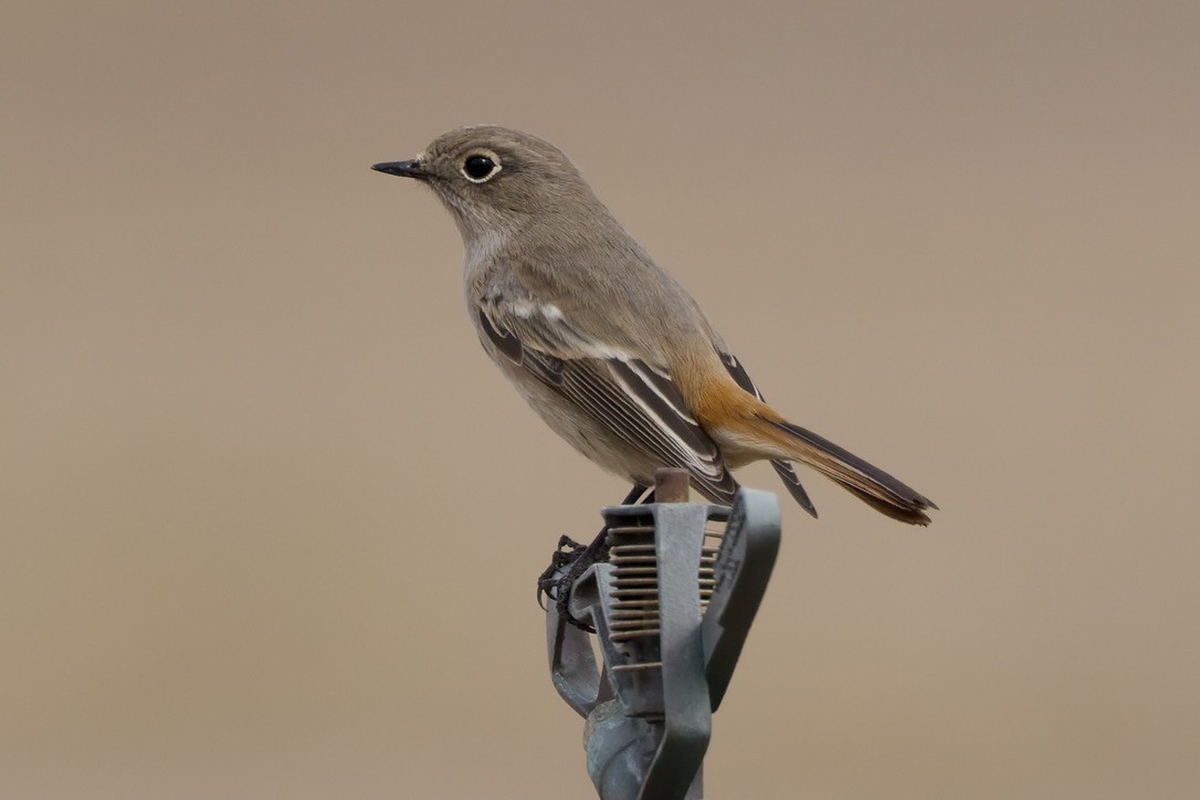 Rufous-backed Redstart - ML647182021