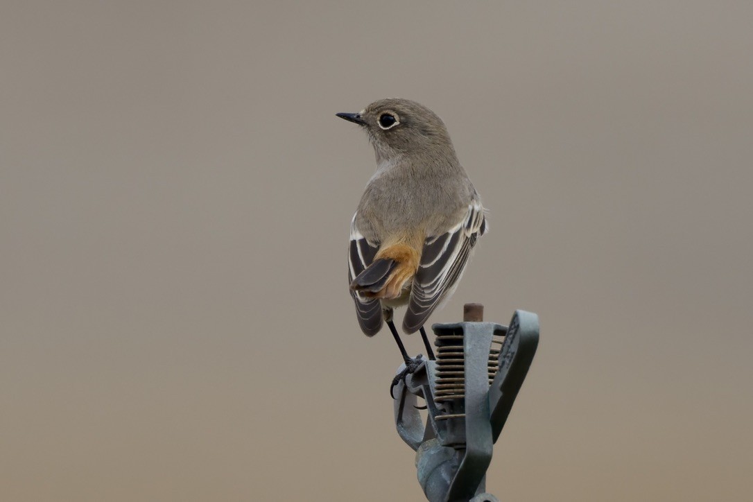 Rufous-backed Redstart - ML647182022
