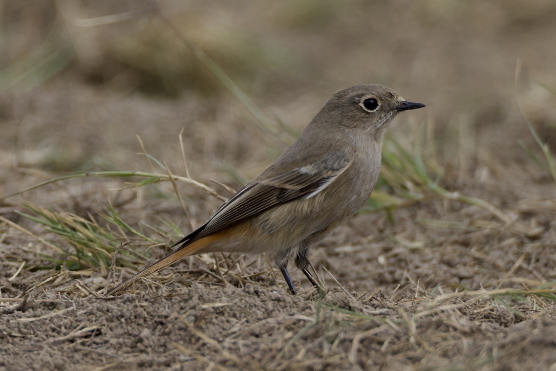 Rufous-backed Redstart - ML647182023