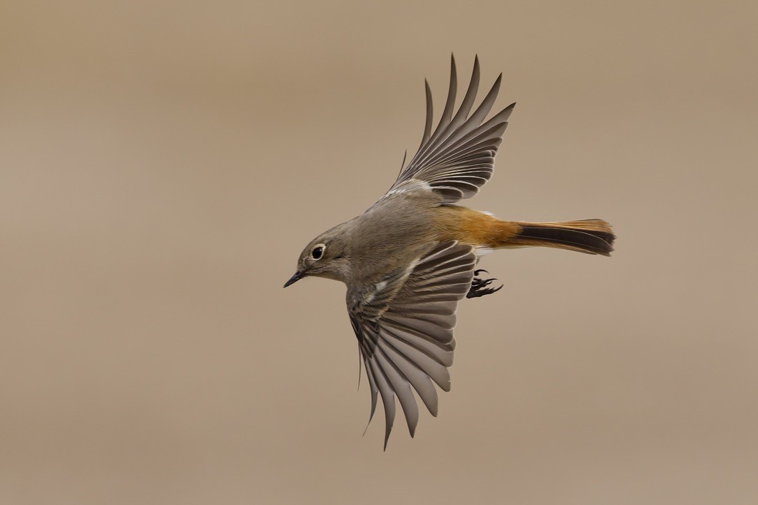 Rufous-backed Redstart - ML647182024