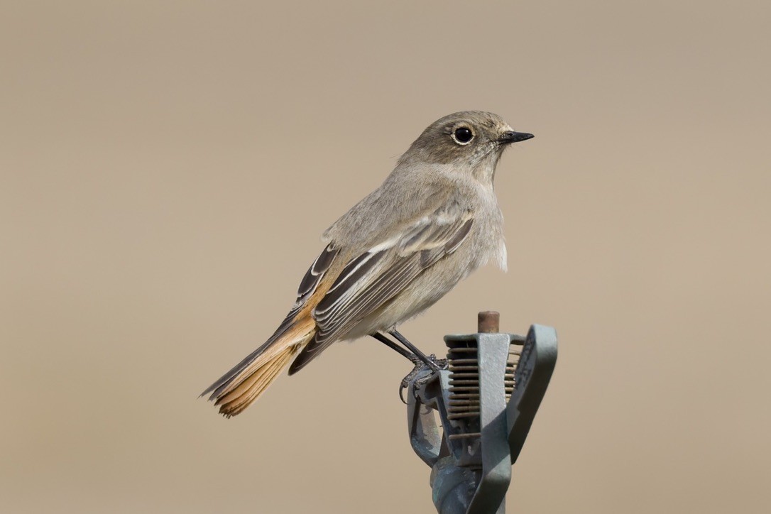 Rufous-backed Redstart - ML647182025