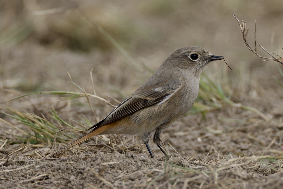 Rufous-backed Redstart - ML647182026