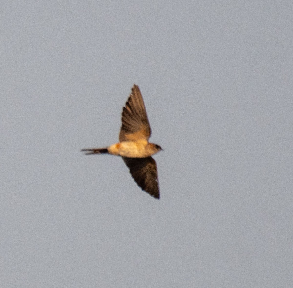 Eastern Red-rumped Swallow - ML647182029
