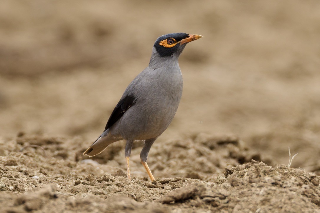 岸八哥 - ML647182035