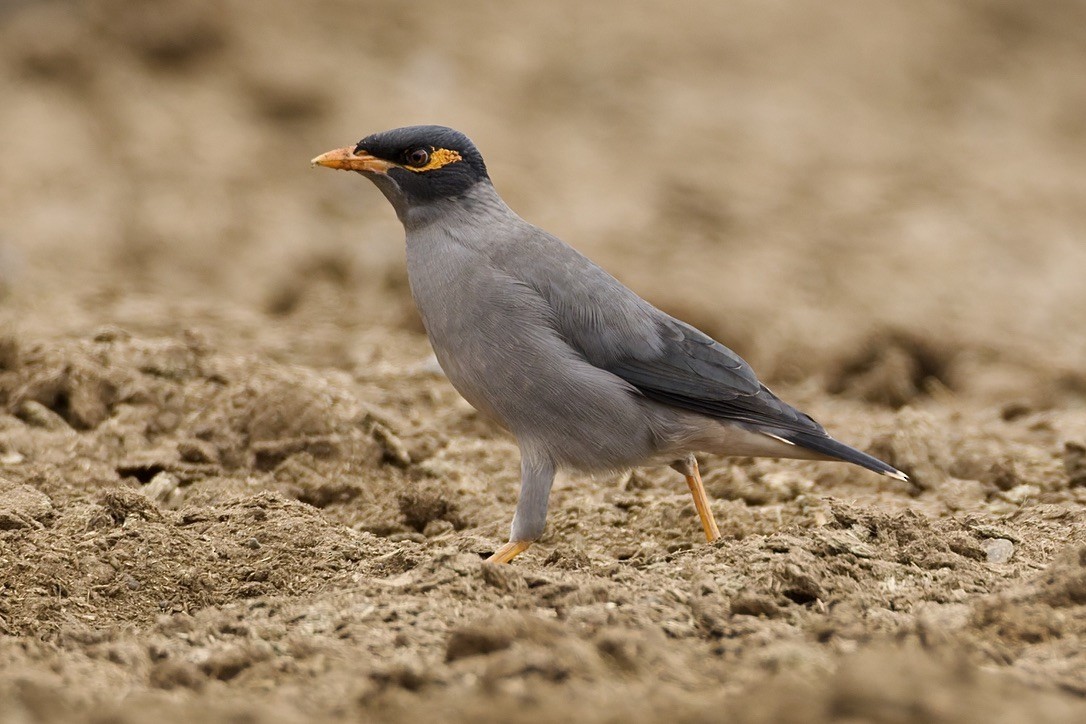 岸八哥 - ML647182036