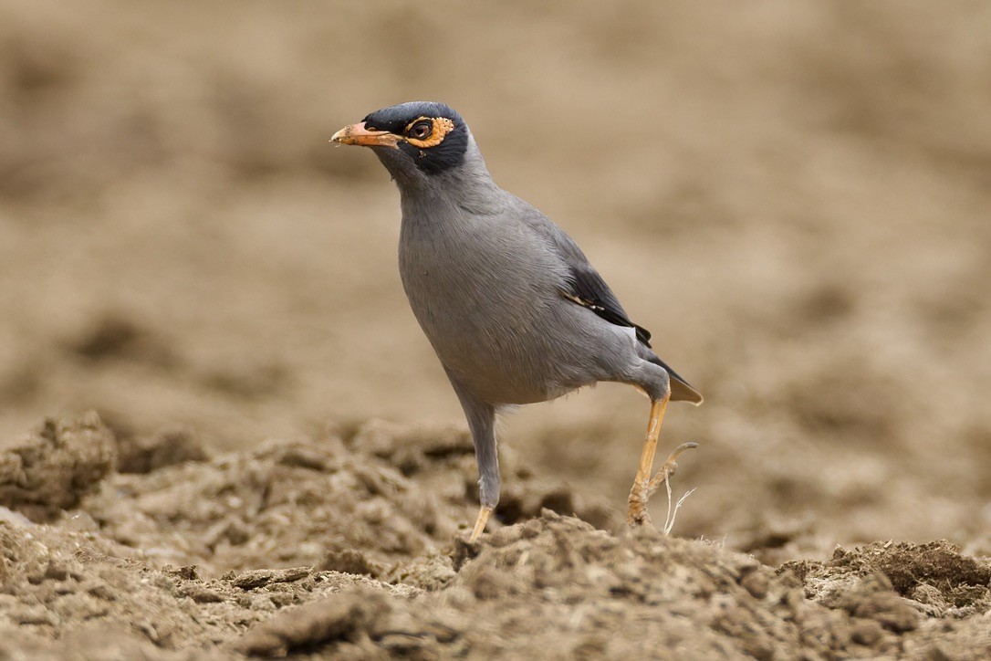 岸八哥 - ML647182037