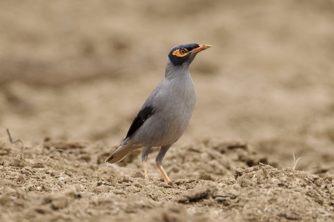 岸八哥 - ML647182038