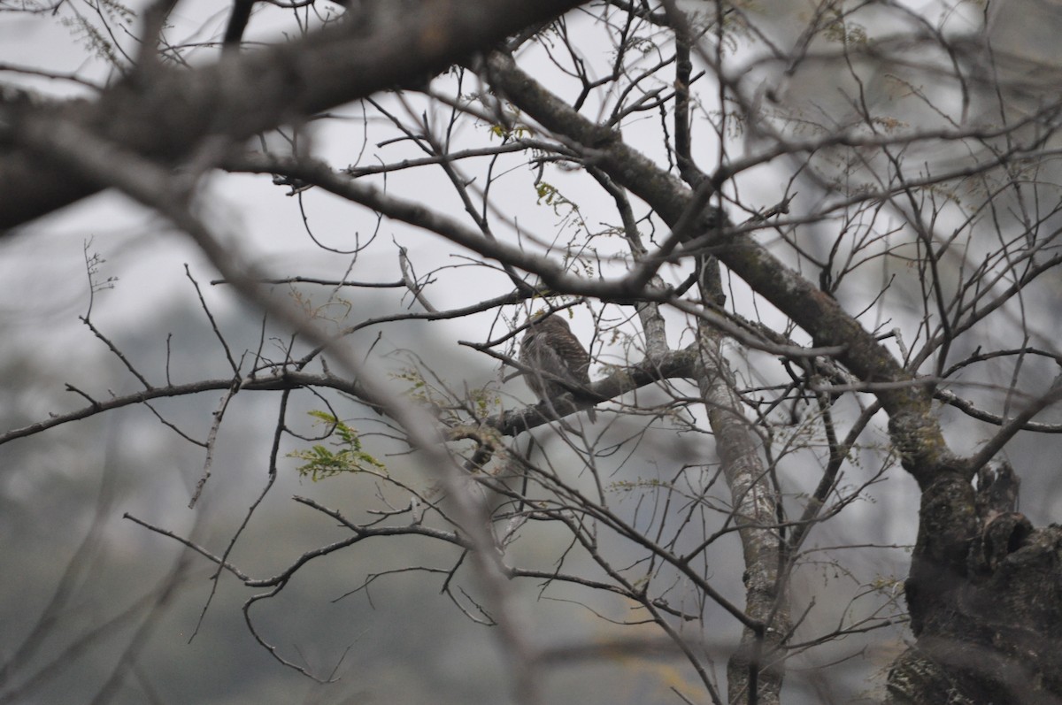 Asian Barred Owlet - ML647182044