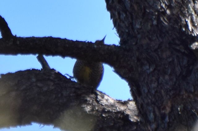 Дятел-смоктун сосновий - ML647182046