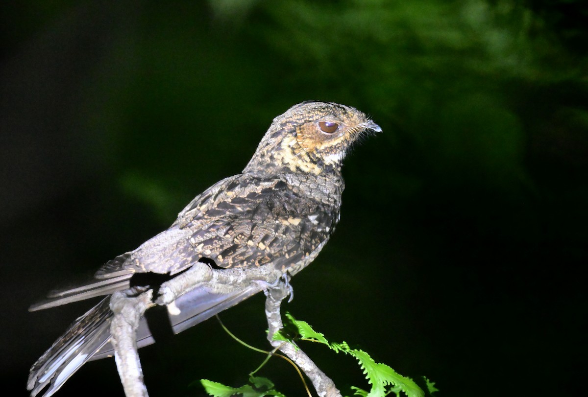 Andaman Nightjar - ML647182047
