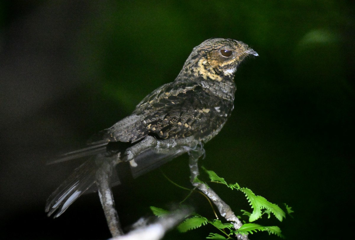 Andaman Nightjar - ML647182048