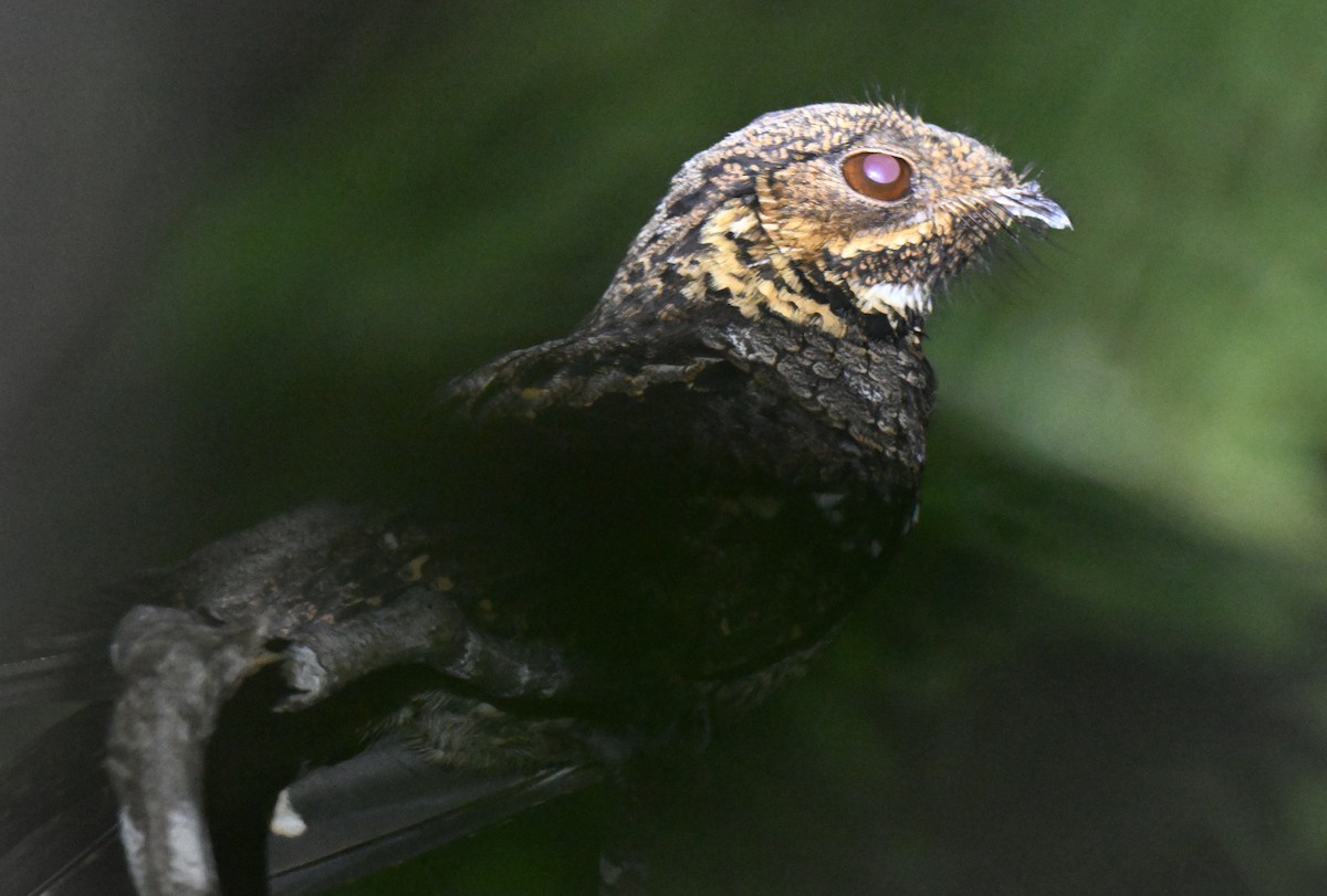 Andaman Nightjar - ML647182049