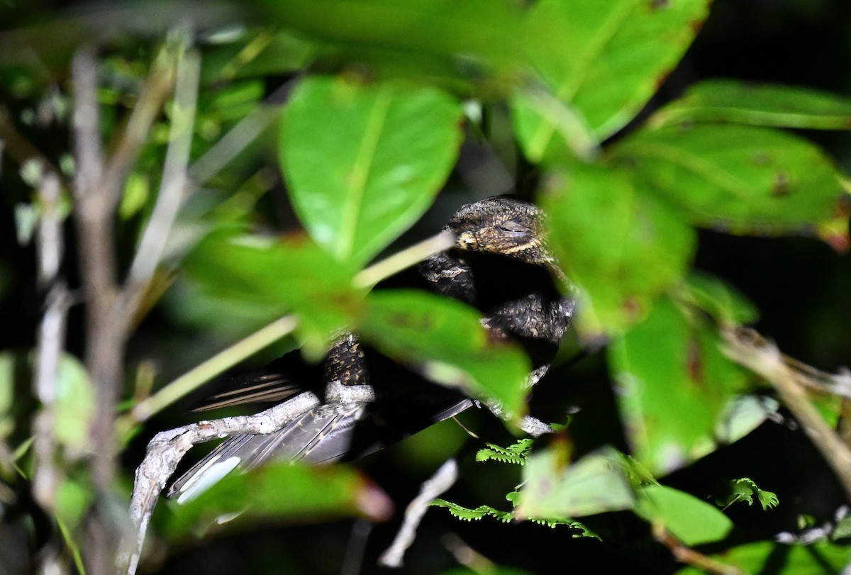 Andaman Nightjar - ML647182050