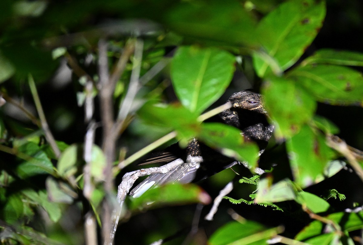 Andaman Nightjar - ML647182051
