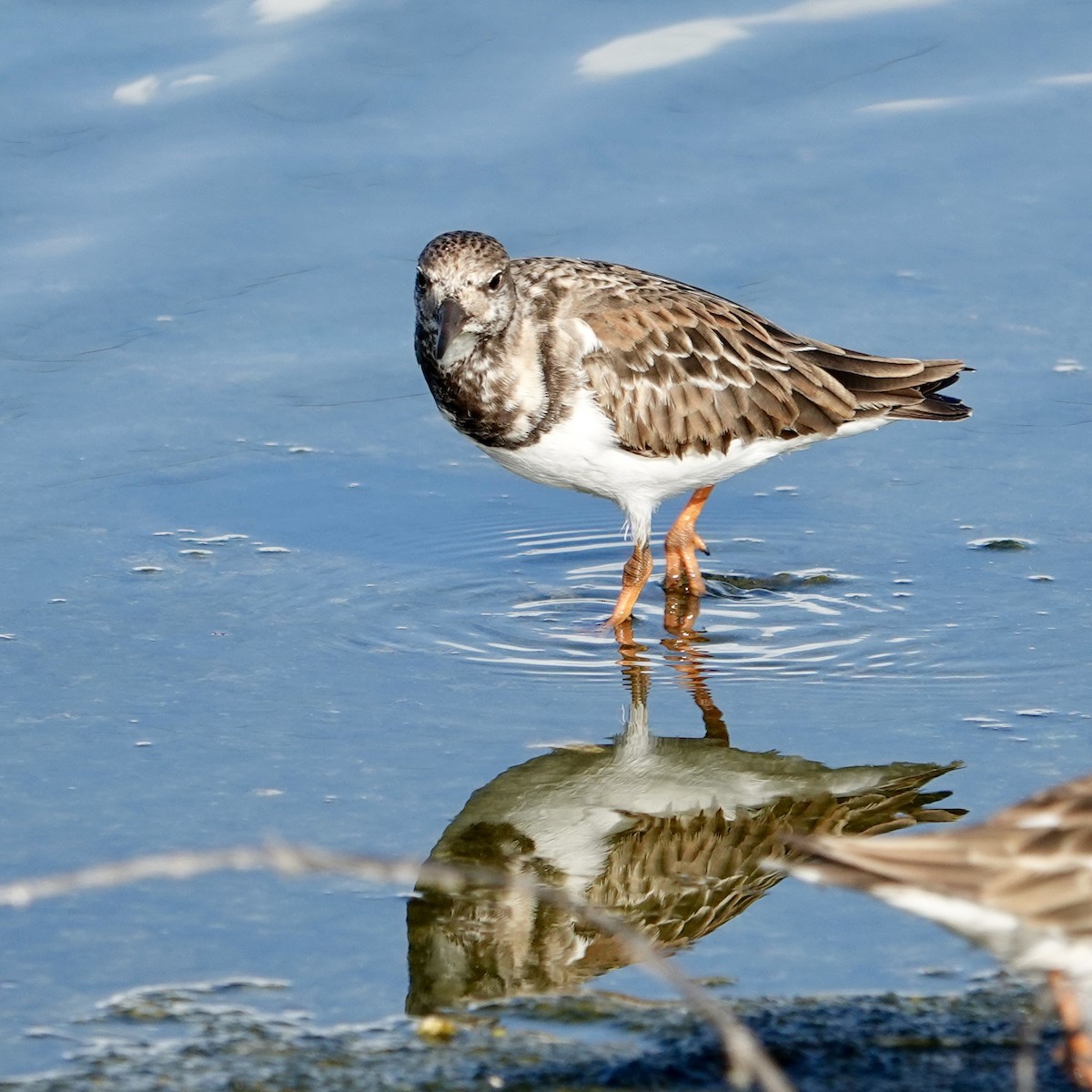 Ruddy Turnstone - ML647182052