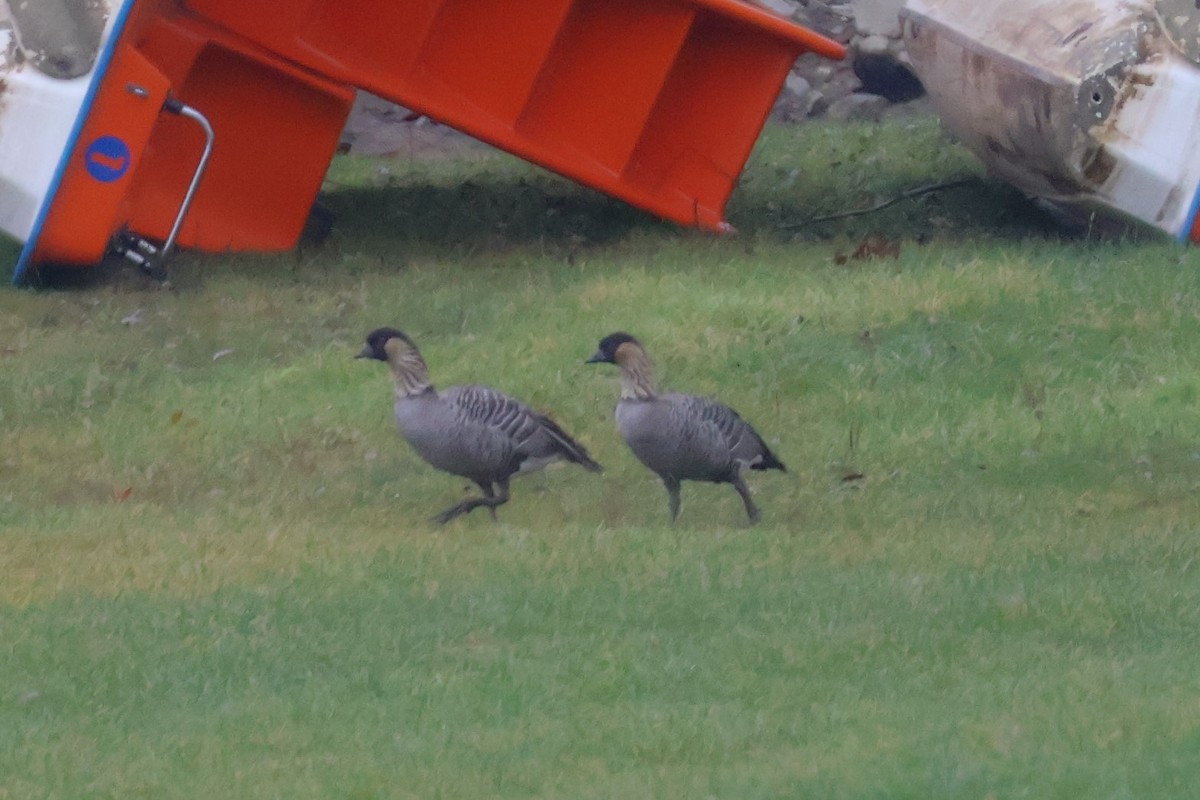 Hawaiian Goose - ML647182054