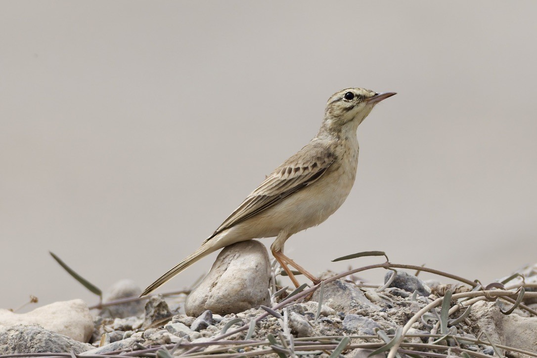 Tawny Pipit - ML647182056