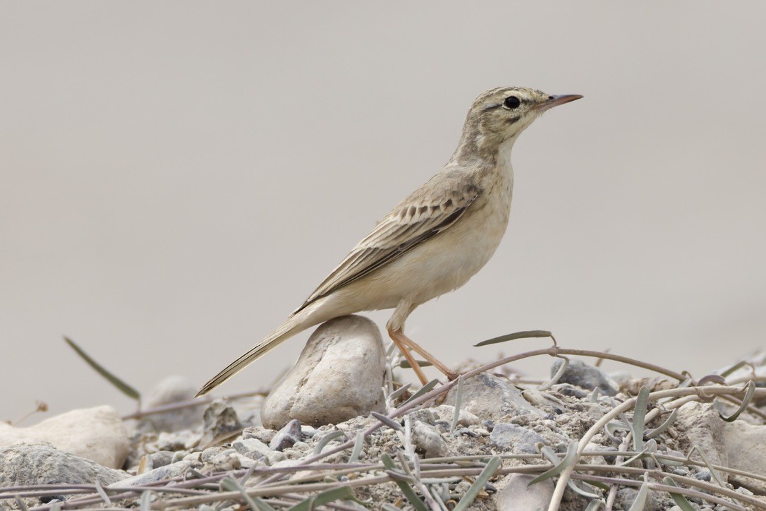 Tawny Pipit - ML647182057
