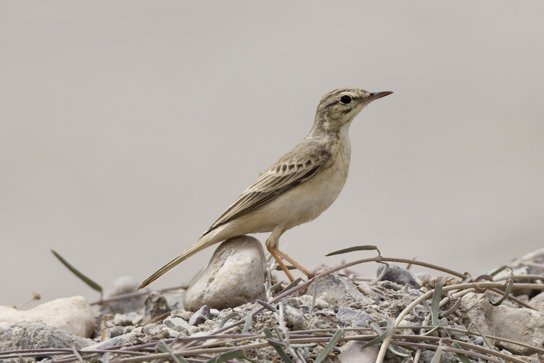 Tawny Pipit - ML647182058