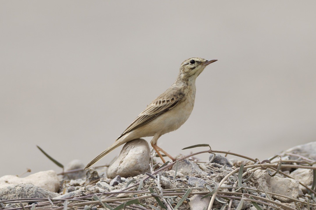 Tawny Pipit - ML647182059