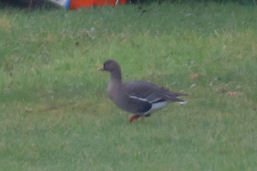 Lesser White-fronted Goose - ML647182060