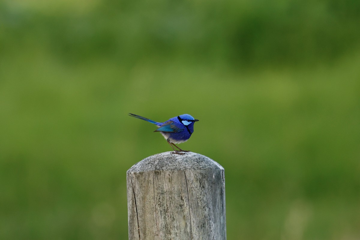 Splendid Fairywren - ML647182063