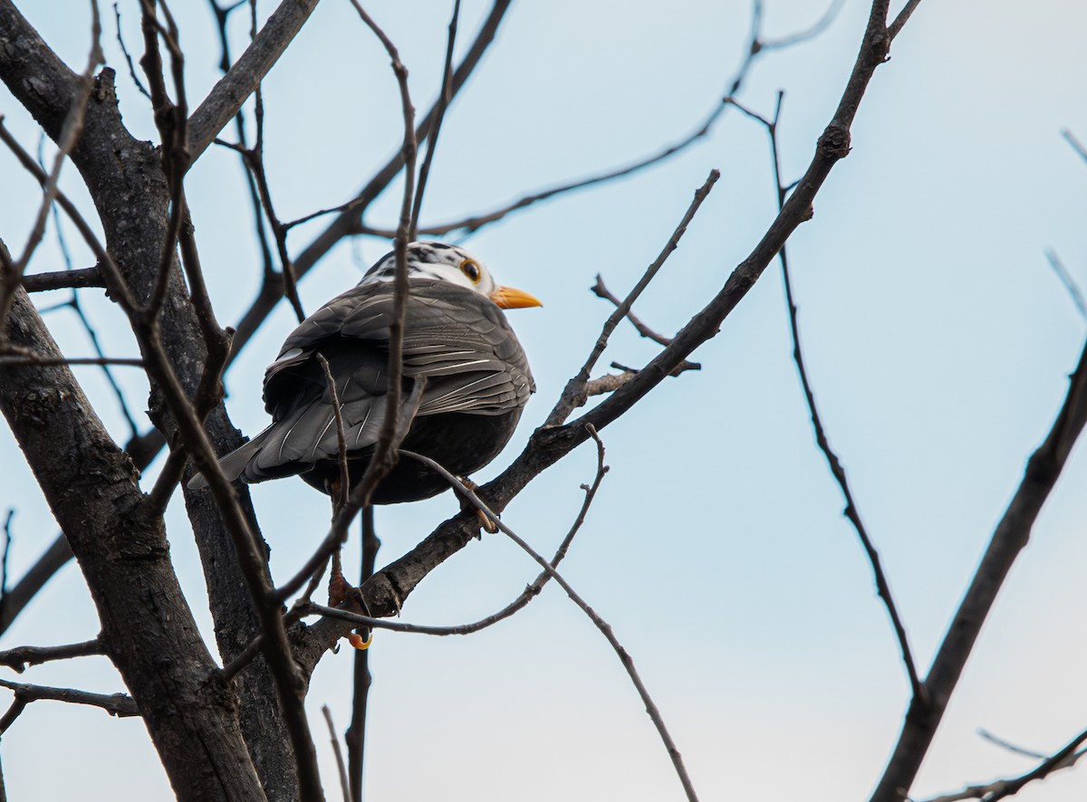 Eurasian Blackbird - ML647182065