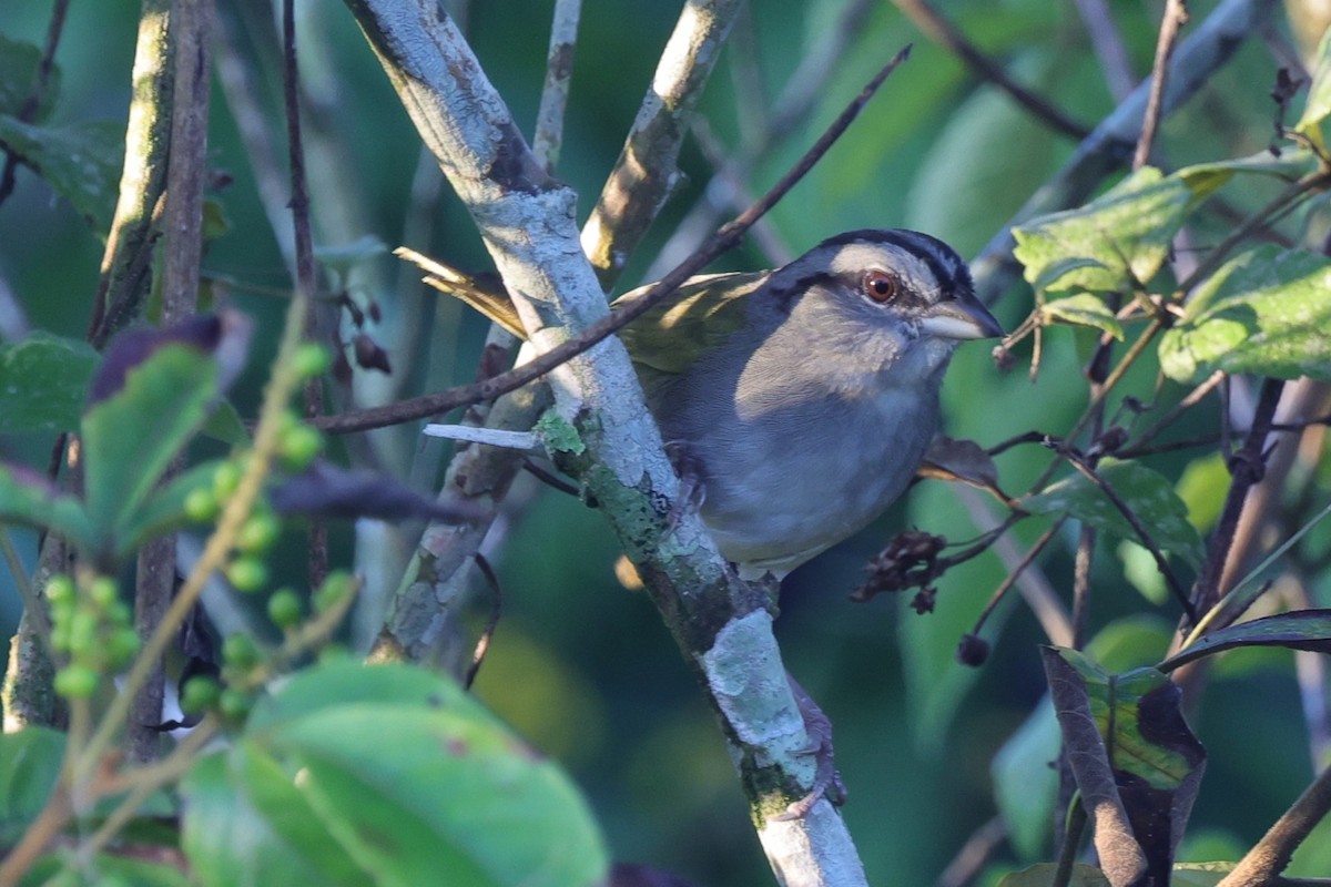 Green-backed Sparrow - ML647182066