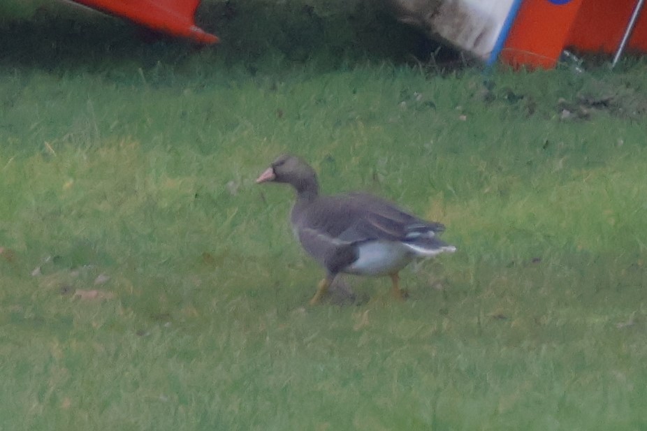 Greater White-fronted Goose - ML647182073
