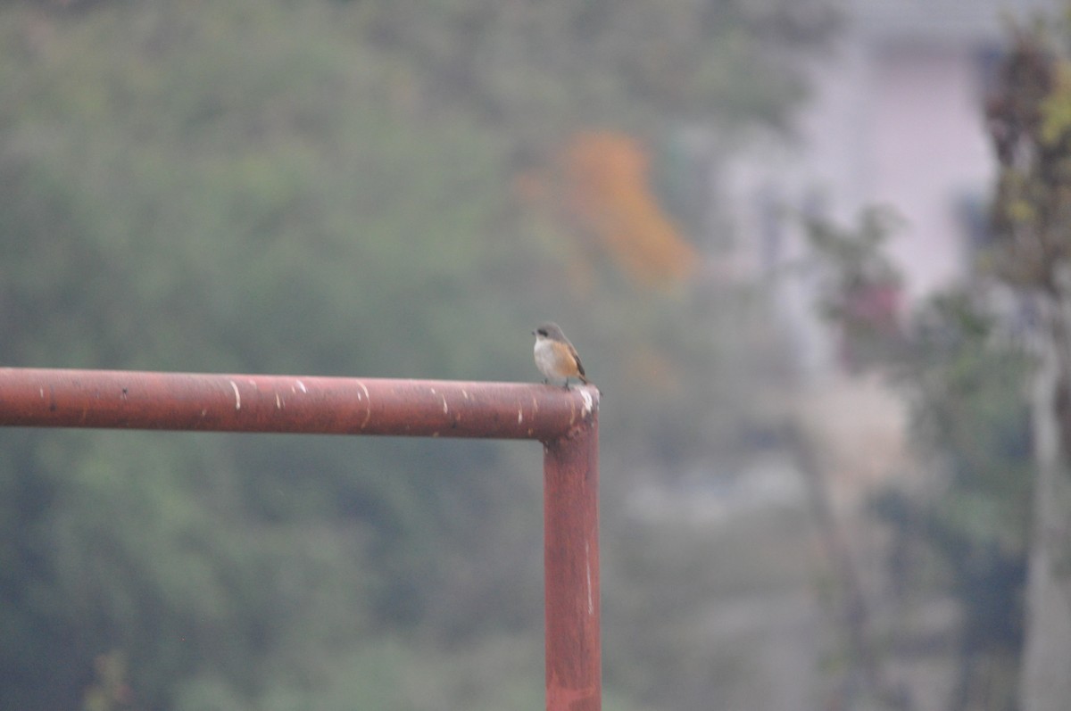 Long-tailed Shrike - ML647182074