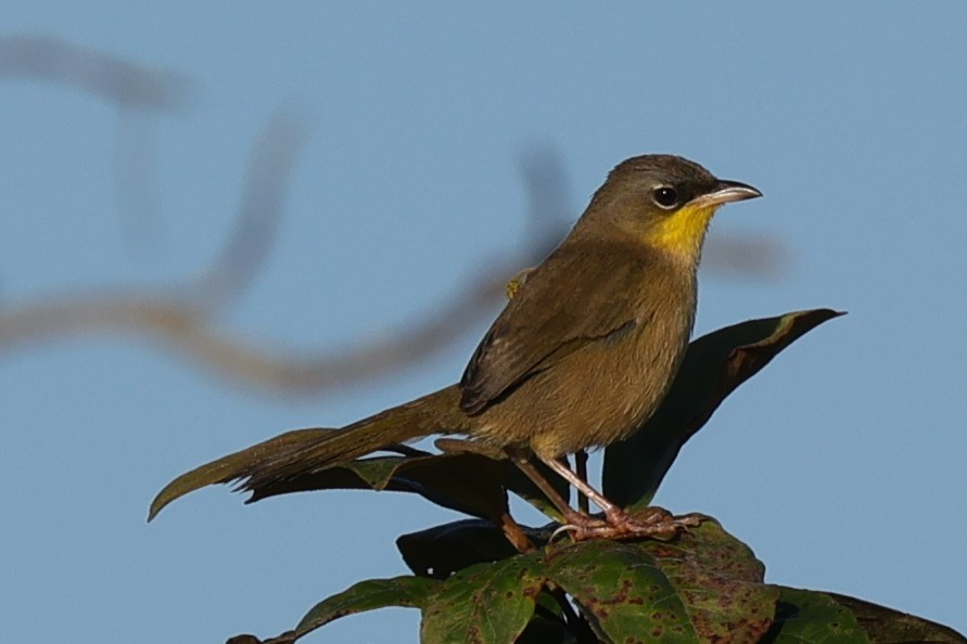 Gray-crowned Yellowthroat - ML647182075