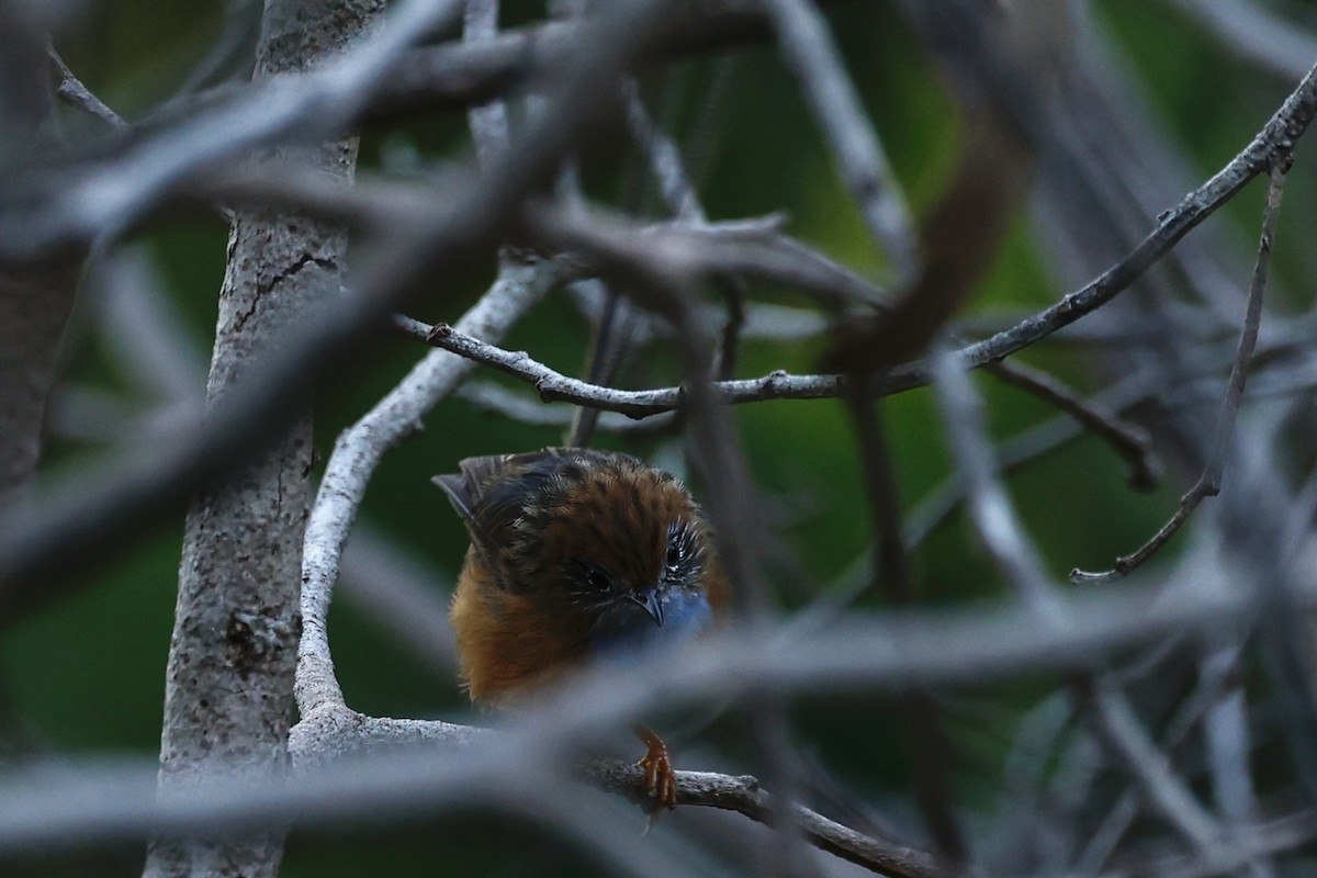 Southern Emuwren - ML647182076