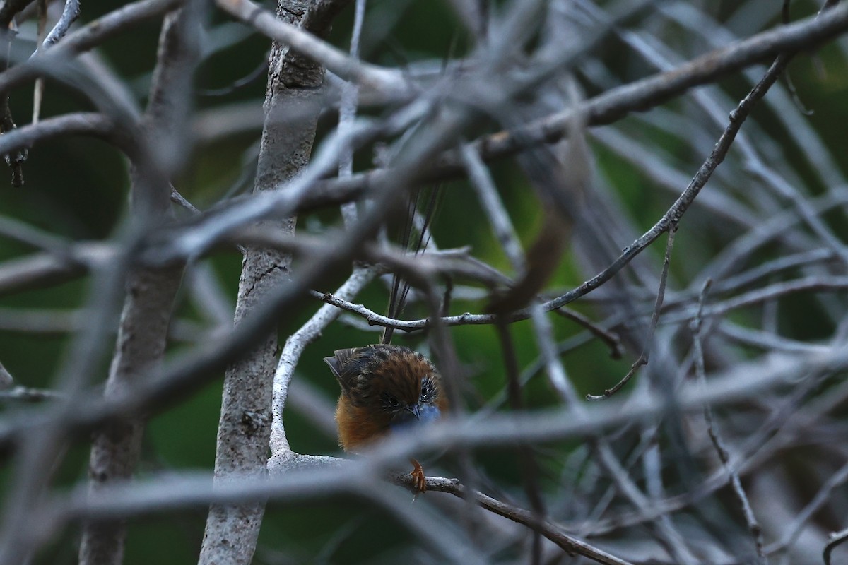 Southern Emuwren - ML647182077
