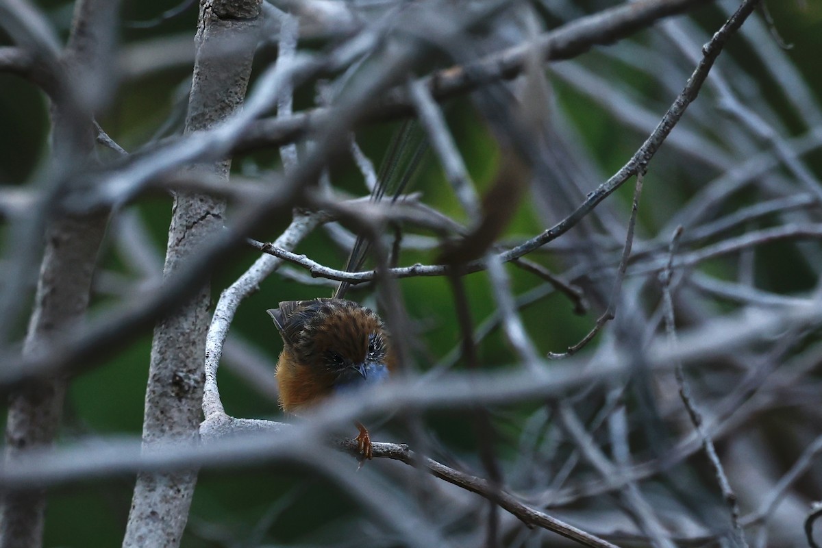 Southern Emuwren - ML647182078