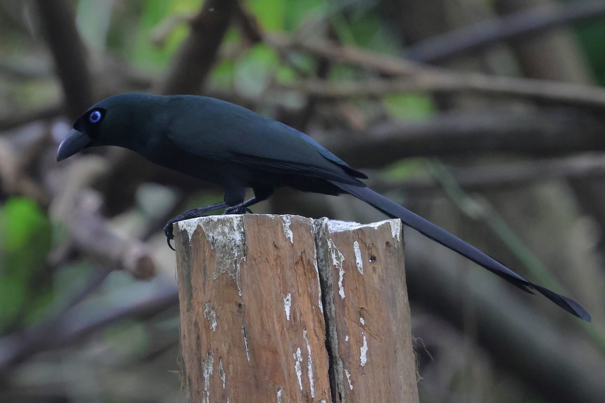 Racket-tailed Treepie - ML647182079