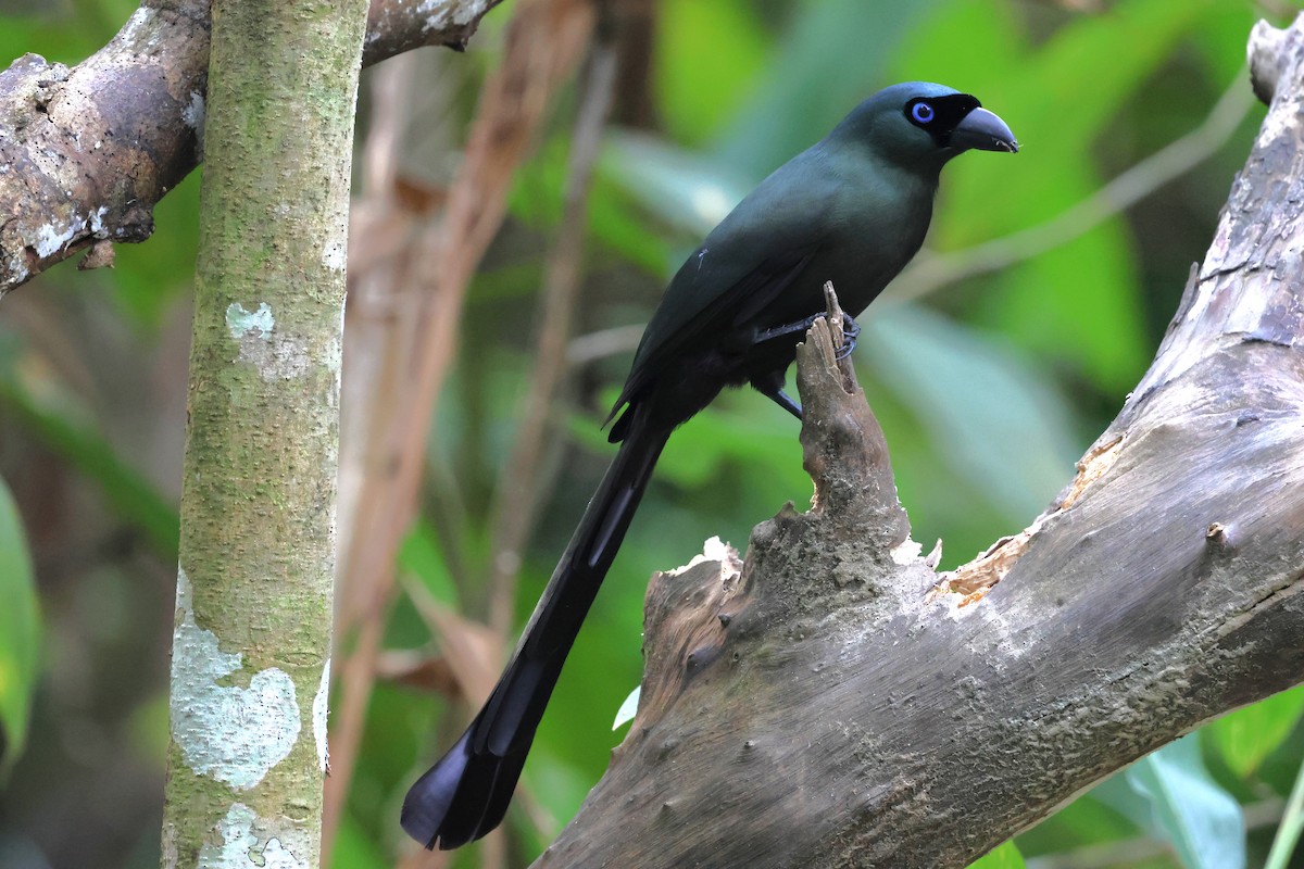 Racket-tailed Treepie - ML647182080