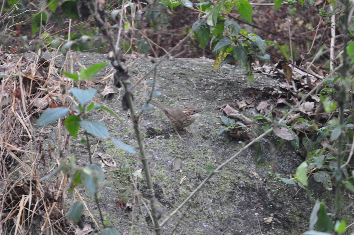 Puff-throated Babbler - ML647182082