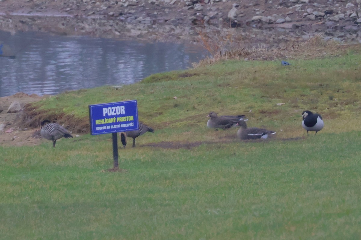 Barnacle Goose - ML647182083