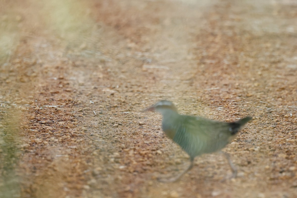Buff-banded Rail - ML647182085