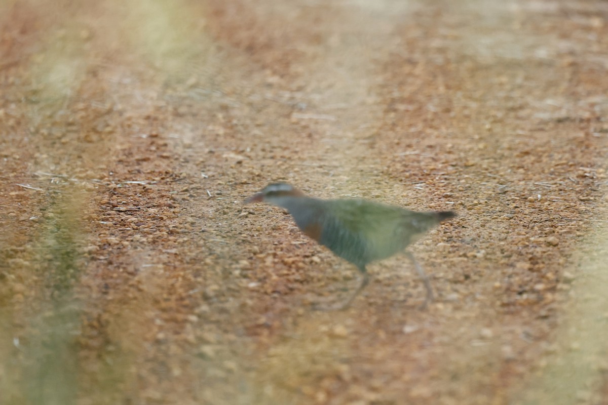 Buff-banded Rail - ML647182086