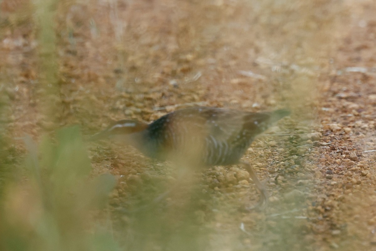 Buff-banded Rail - ML647182087