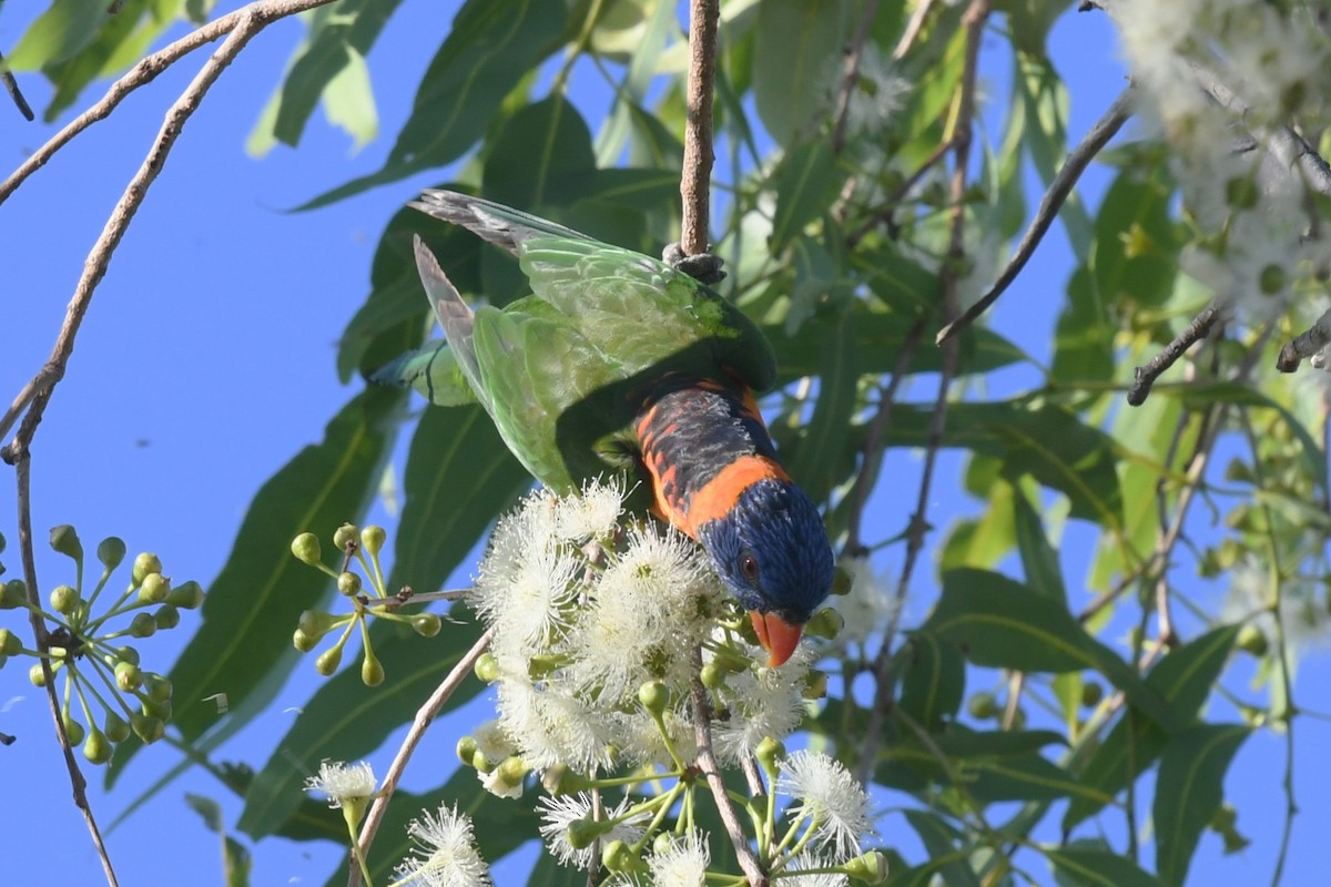 Red-collared Lorikeet - ML647182088