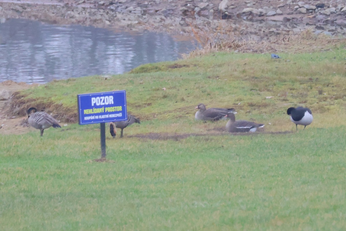 Lesser White-fronted Goose - ML647182090