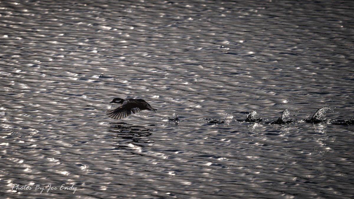 Bufflehead - ML647182091