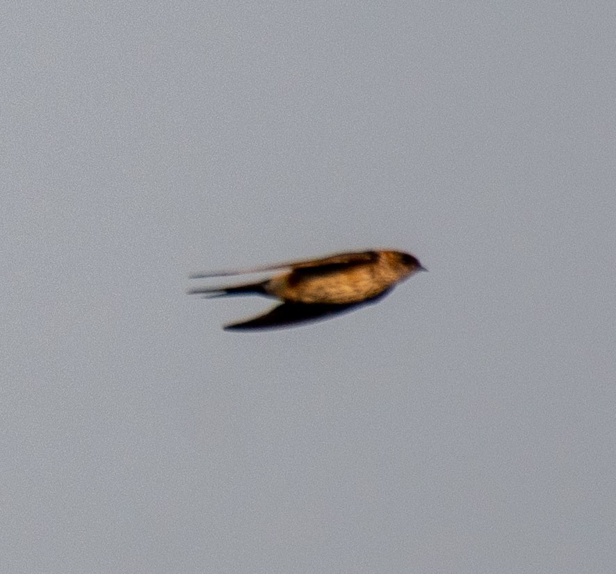 Eastern Red-rumped Swallow - ML647182097